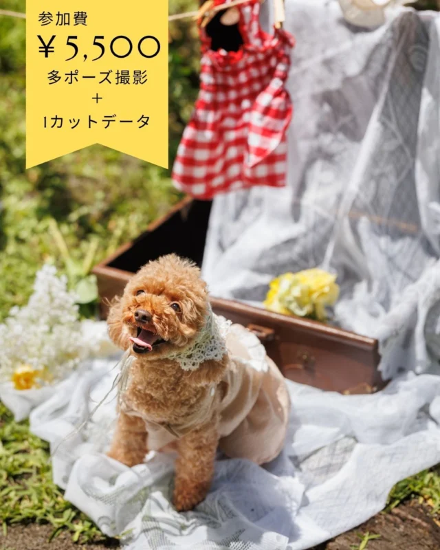 ペットフォトスタート🐾✨

お外でニコニコ　自然の光に包まれて🌿

いつもとは違うナチュラルな一枚を🎈

 #ペット #ペットフォト #ペットフォトスタジオ #ペットフォトグラファー #わんこ #わんことお出かけ #わんこ部 #いぬ #いぬのきもち #いぬすたぐらむ #三愛フォトスタジオ #三愛フォトスタジオ倉敷店 #倉敷写真館 #倉敷写真スタジオ 

ーーーーーーーーーーーーーーーーーー

三愛フォトスタジオ倉敷店🌿

TEL ☞ 086-434-3050
web ☞ https://www.sanaiphoto.co.jp
〒710-0003 岡山県倉敷市平田81-4

営業時間　9:30〜18:30
毎週水曜定休日

ーーーーーーーーーーーーーーーーーー