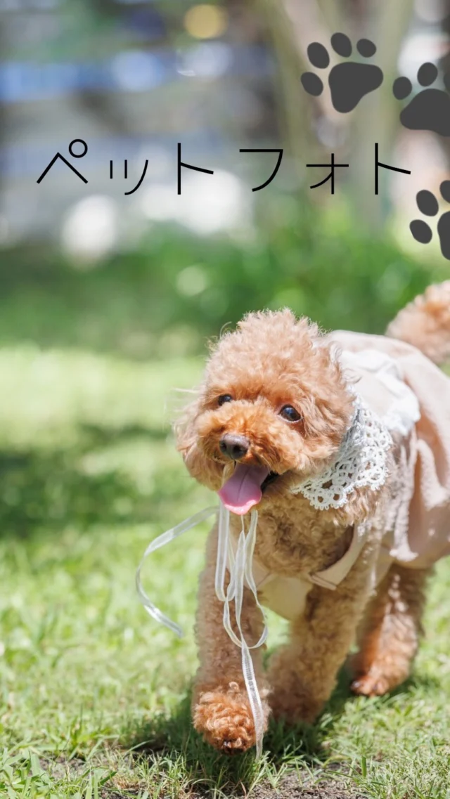 「そのしっぽがゆれるだけで　今日も幸せになる🫧」

やさしい光の中で、いちばん自然な表情を
カタチに残しませんか🐶🌿

📸ペット撮影 ご予約受付中

#ペットフォトスタジオ #家族写真 #犬のいる暮らし #三愛フォトスタジオ倉敷店 #お庭撮影  #記念撮影  #倉敷写真館  #トイプードル
