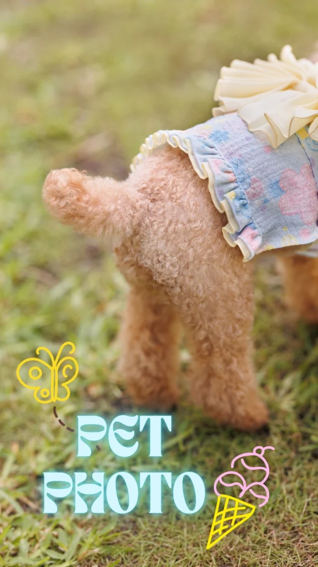 ちょこんと浴衣で夏祭り気分🐶💕

今年の夏の主役は、わたしで決まりっ！？
みんなを笑顔にする“かわいすぎる1枚”、撮れました📸

ペットフォト始まってます´•ﻌ•`🐾

#わんこ浴衣 #ペット浴衣撮影 #夏フォト #うちの子がいちばん #三愛フォトスタジオ倉敷店 #記念写真 #倉敷写真館  #トイプードル #わんちゃん
