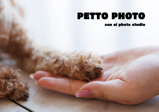 pet photo📷✨

”かわいい今”をそのままのこしませんか？

ちょっとしたお散歩気分でお気軽にどうぞ🐶💕

  #ペットフォト  #愛犬  #トイプードル  #うちの子記念日 #ペットとお出かけ #ペットとのいる暮らし #三愛フォトスタジオ倉敷店  #倉敷写真館  #岡山写真館 

ーーーーーーーーーーーーーーーーーー

三愛フォトスタジオ倉敷店🌿

TEL ☞ 086-434-3050
web ☞ https://www.sanaiphoto.co.jp

営業時間　9:30〜18:30
毎週水曜定休日

ーーーーーーーーーーーーーーーーーー
